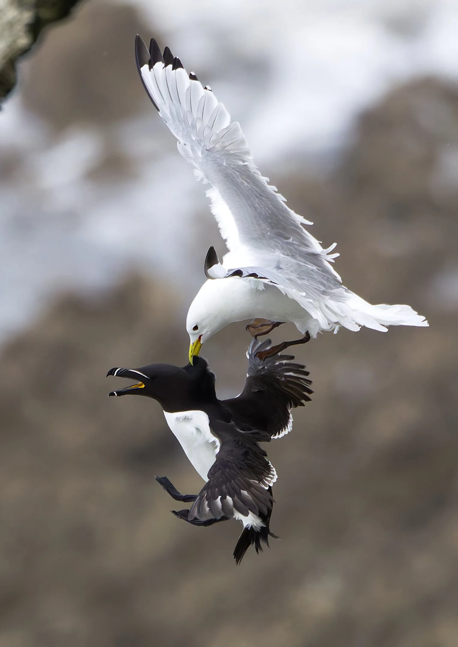 Black-Legged Kittiwake & Razorbill