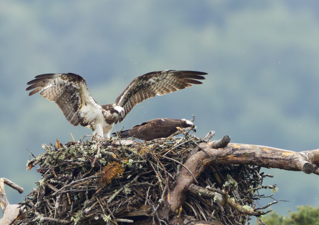 Osprey's on the nest
