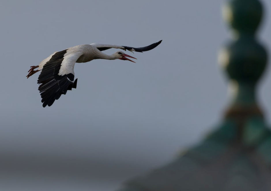 Stork over Fez Medina
