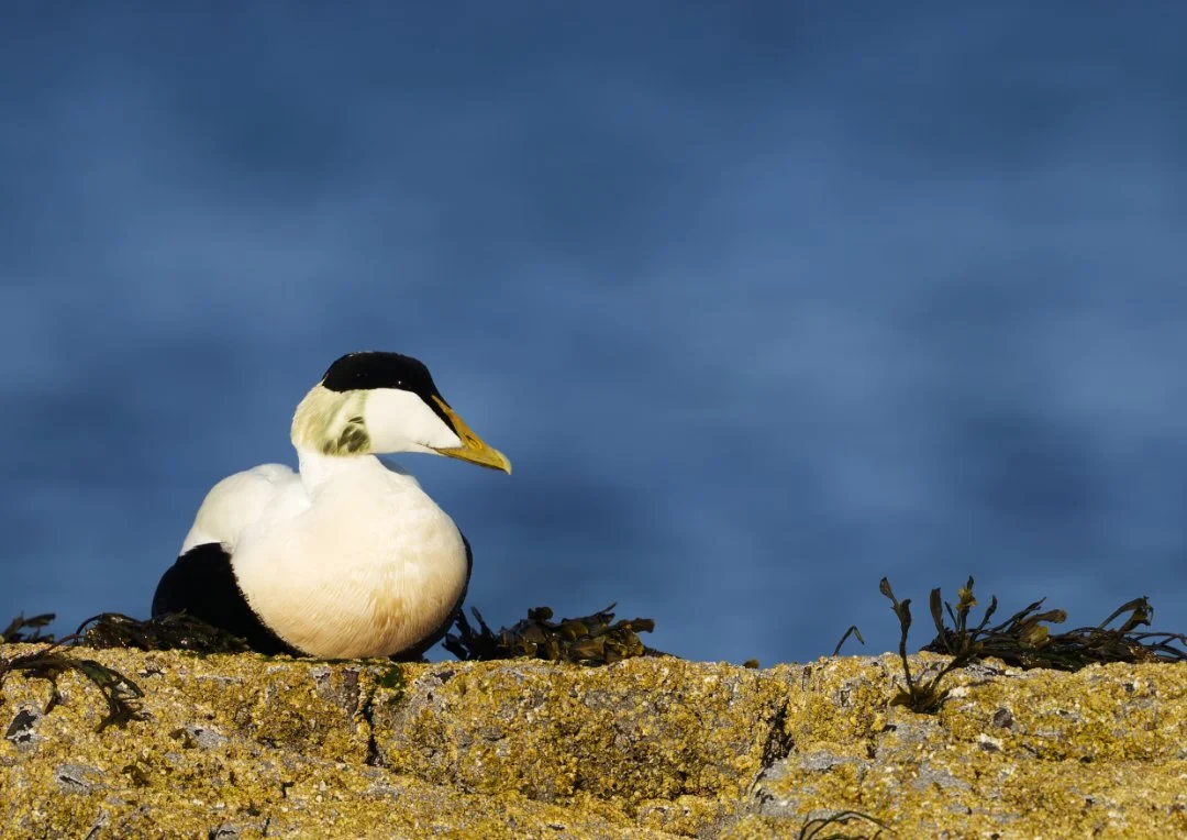 A male eider duck perched on a rocky surface with seaweed, against a cloudy sky.