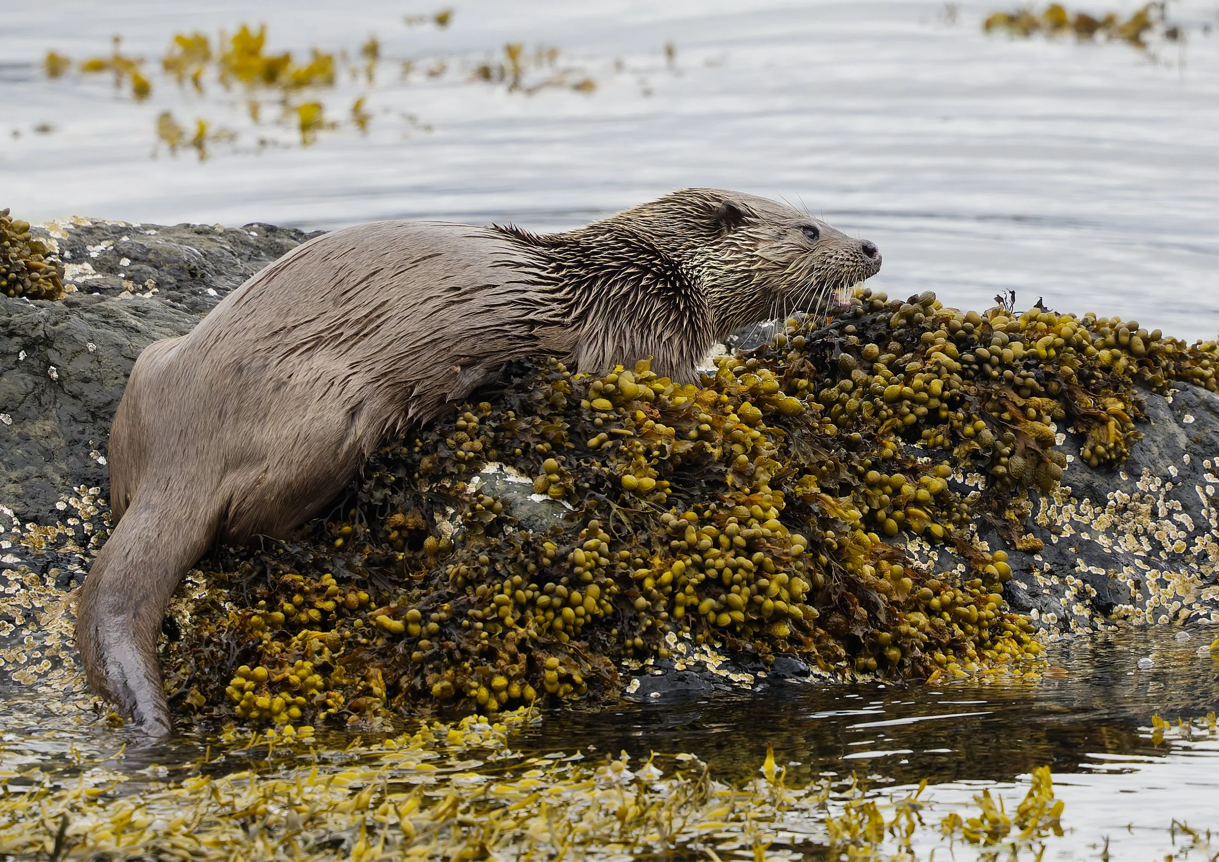 Eurasian Otter