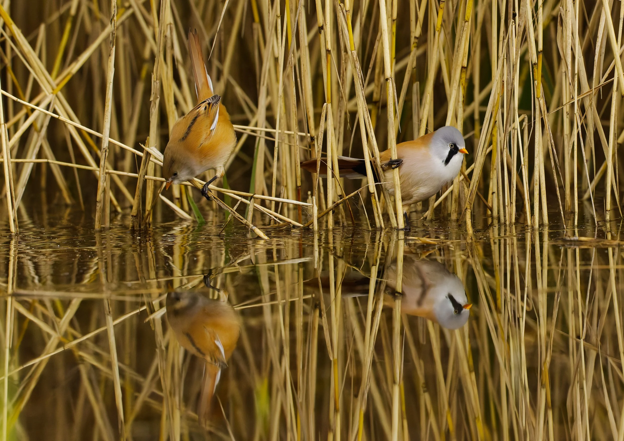 Bearded Reedling Male and Female