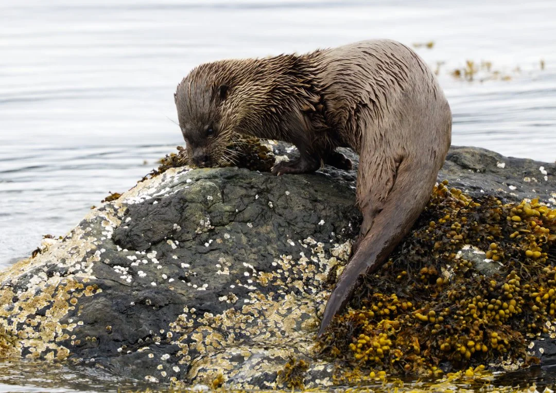 Otter