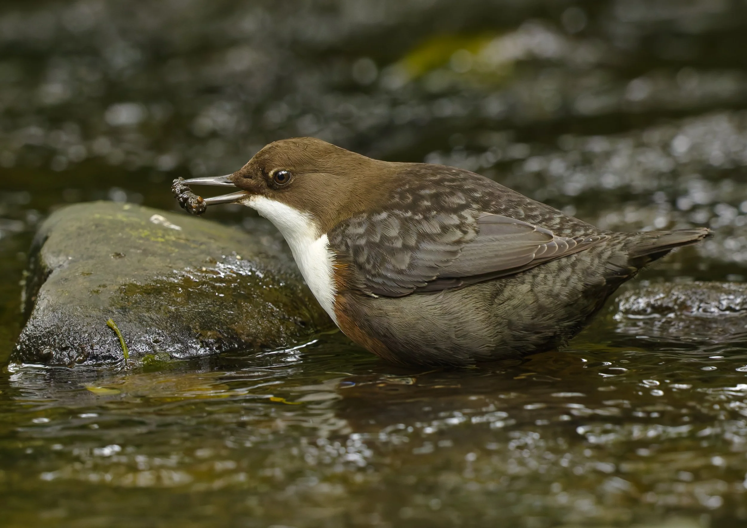 White-Throated Dipper
