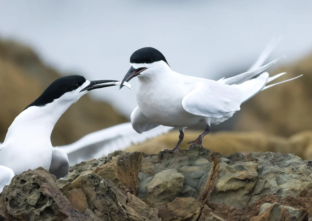 Two white fronted terns, one feeding the other a small fish, with a blurred background.