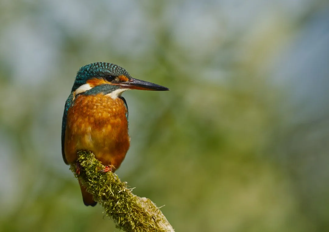 A female eurasian kingfisher bird perched on a mossy branch with a blurred green background.