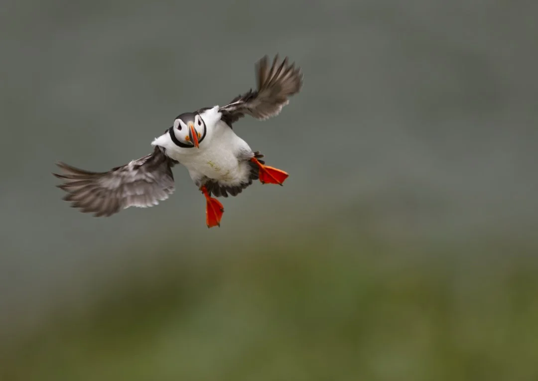 Atlantic Puffin 