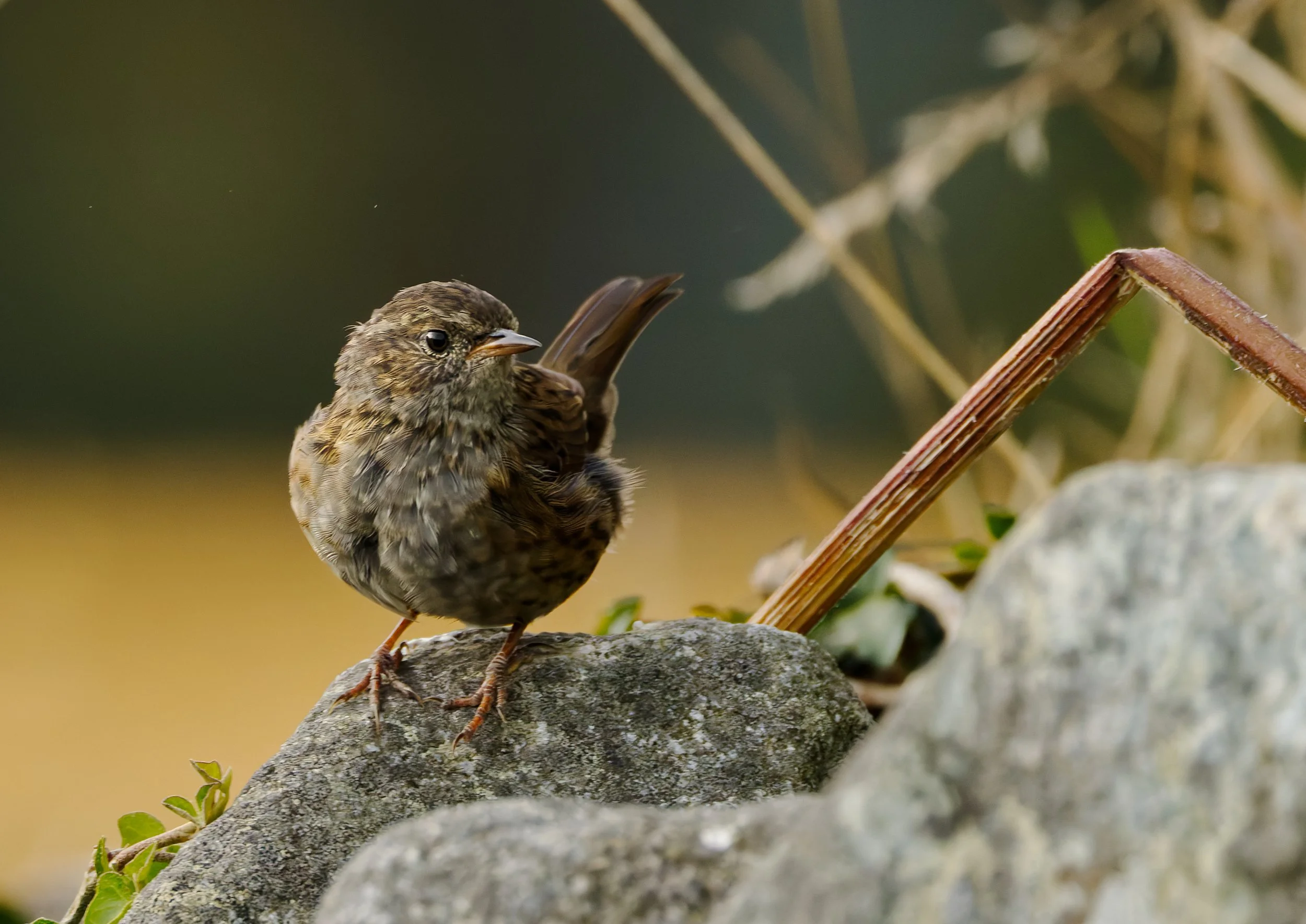 Dunnock