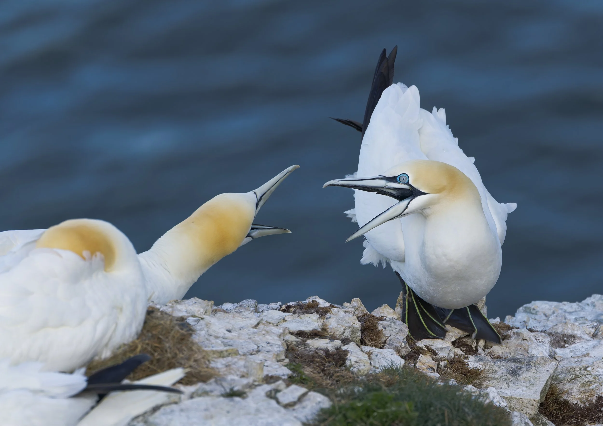Northern Gannets