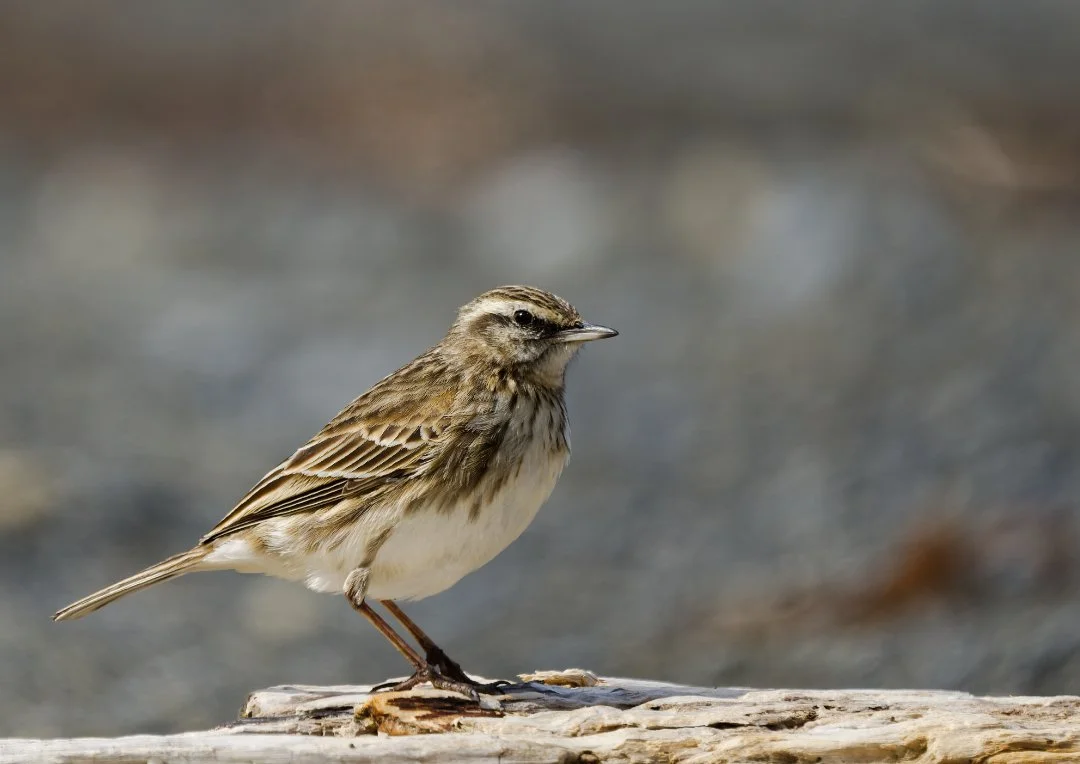 Pihoihoi - NZ Pipit