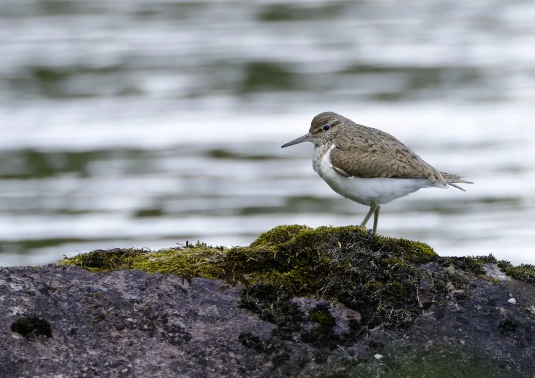 Sandpiper