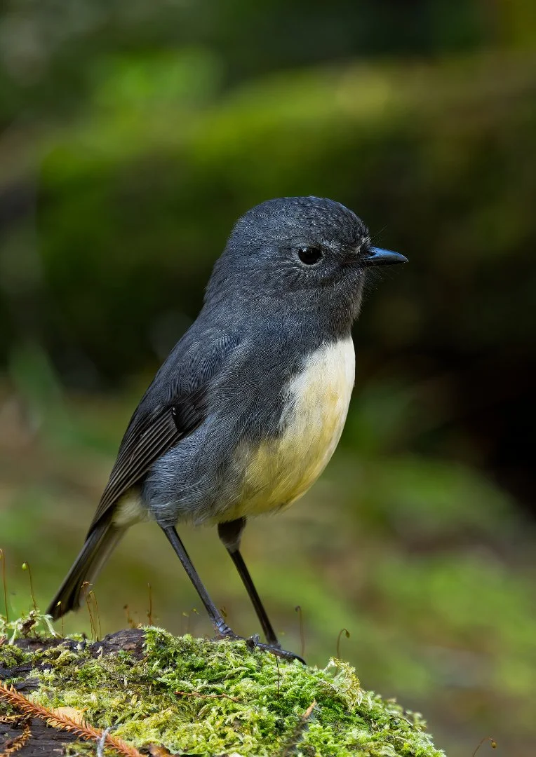 Toutouwai - NZ Robin