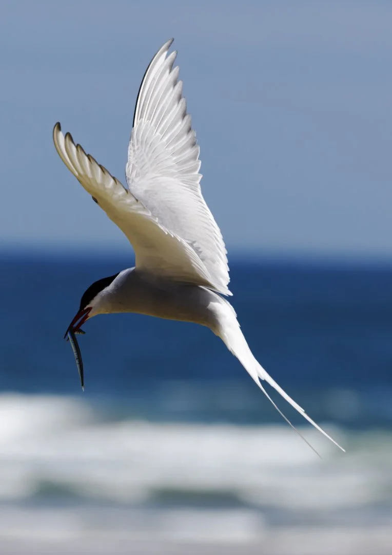 An artic tern flying over the North Sea at Long Nanny, Northumberland with its wings spread wide and holding a fish in its beak.