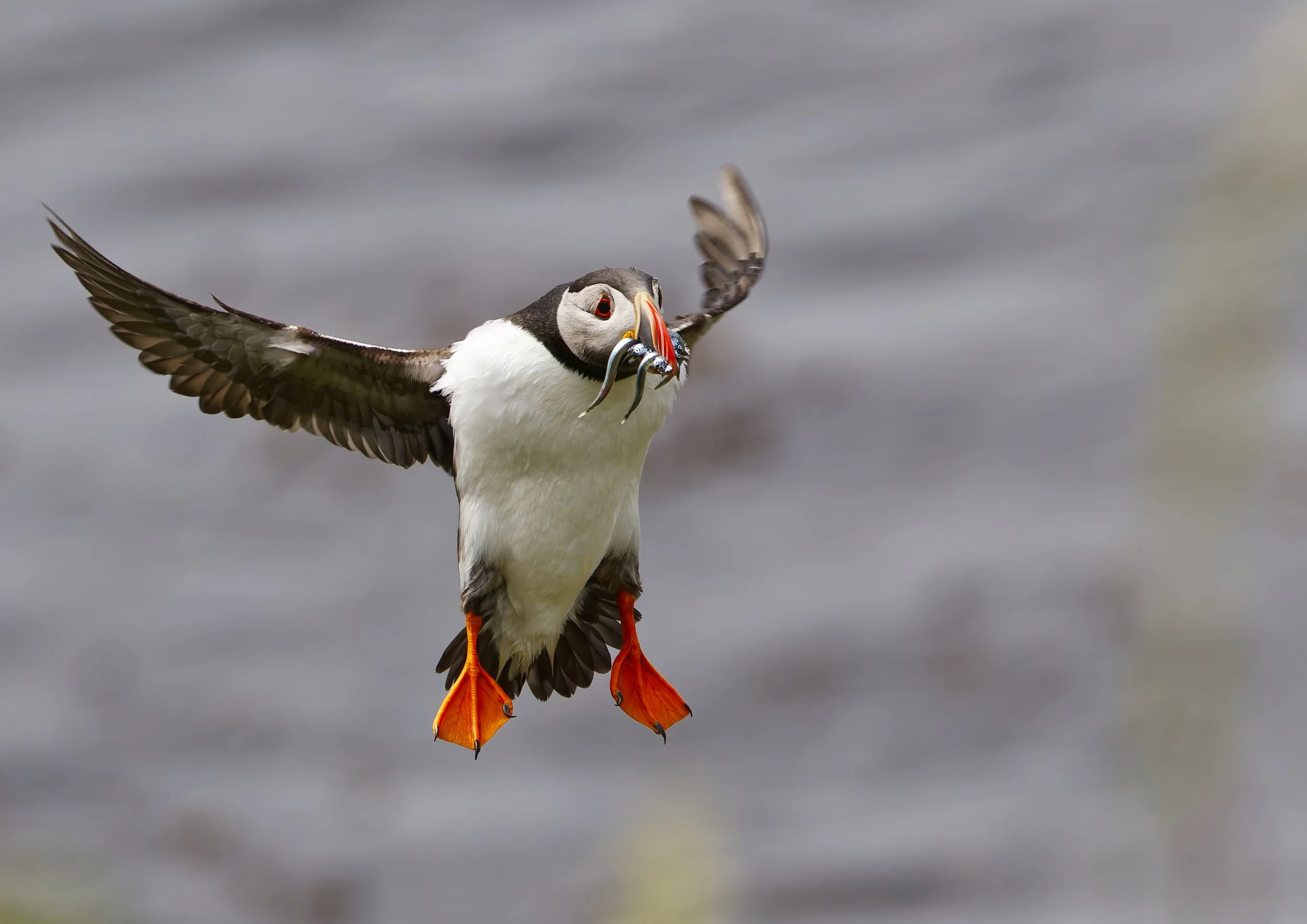 Atlantic Puffin