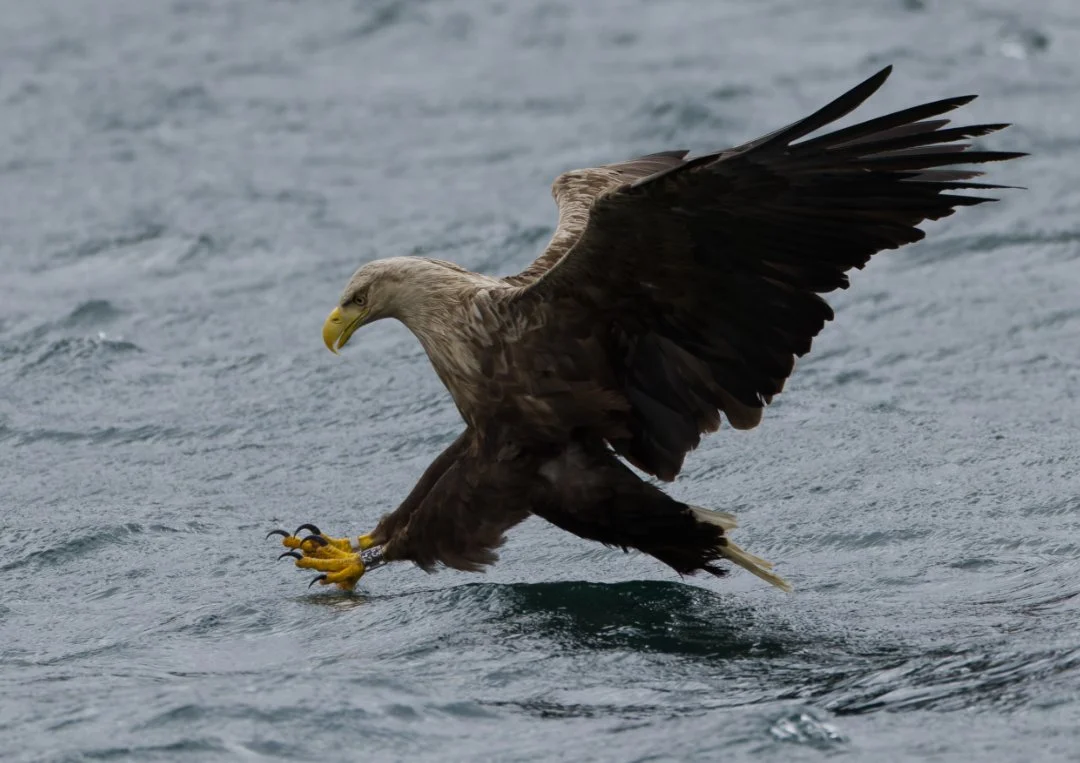 White Tailed Eagle - On the Hunt