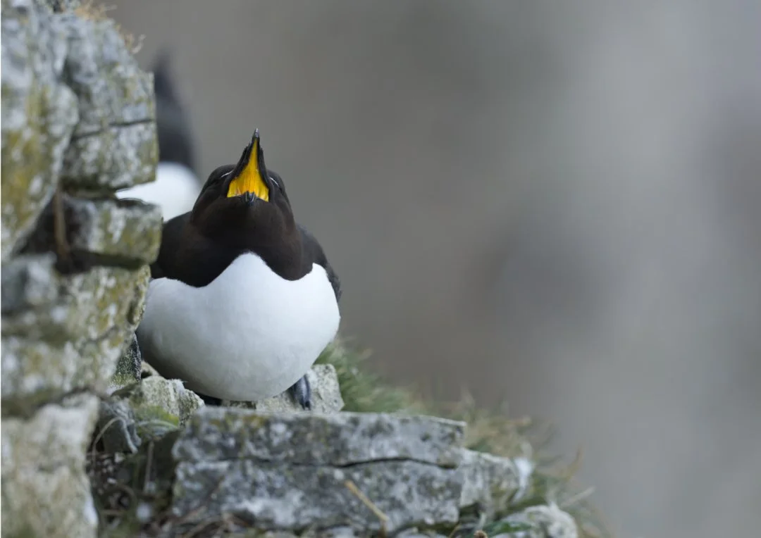Guillemot