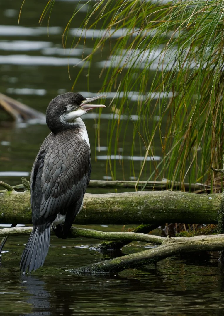 P6010771-DxO_DeepPRIME XD3 Pied Shag Chick.jpg