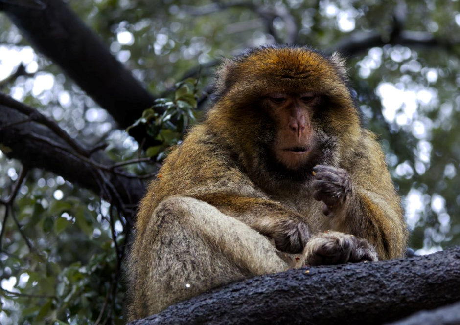 Barbary macaque