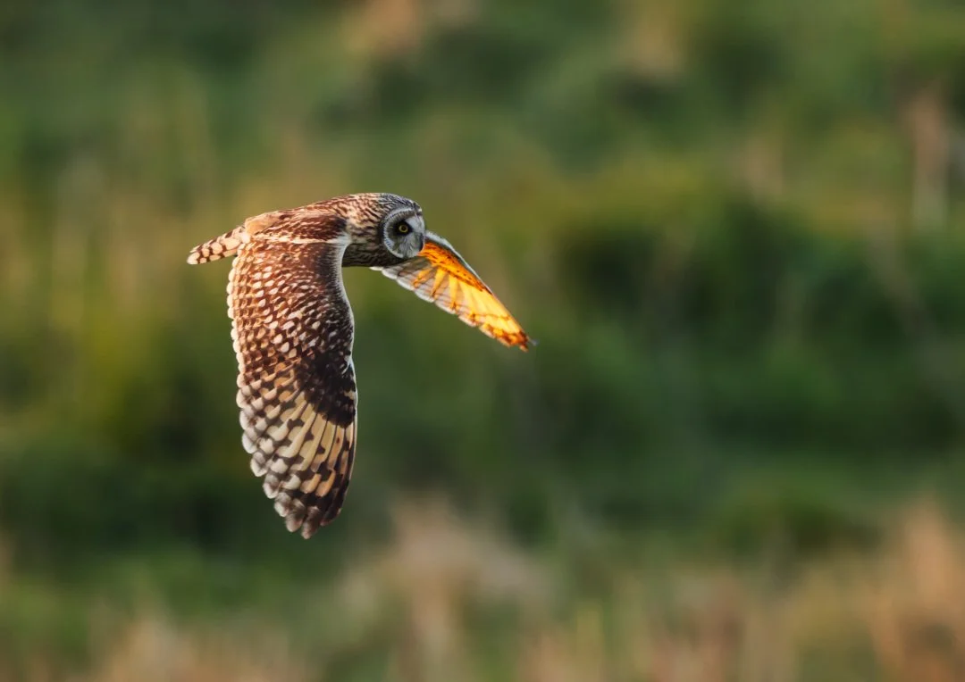 Short Eared Owl