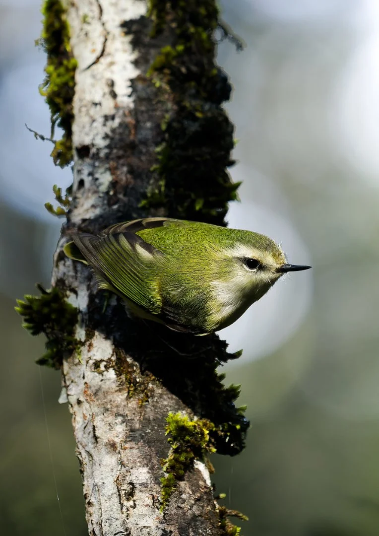 Titipounamu - Rifleman (M)