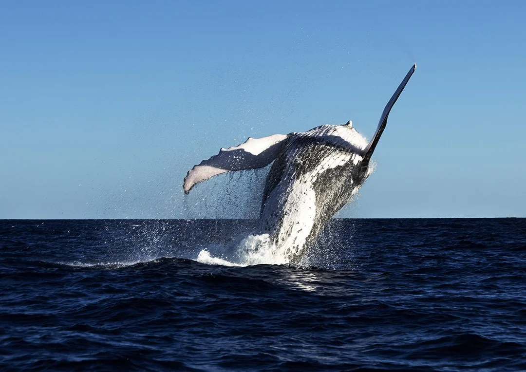 A Humpbacked whale breaching the surface of the Pacific ocean off the coast of Rarotonga amid a backdrop of blue sky.