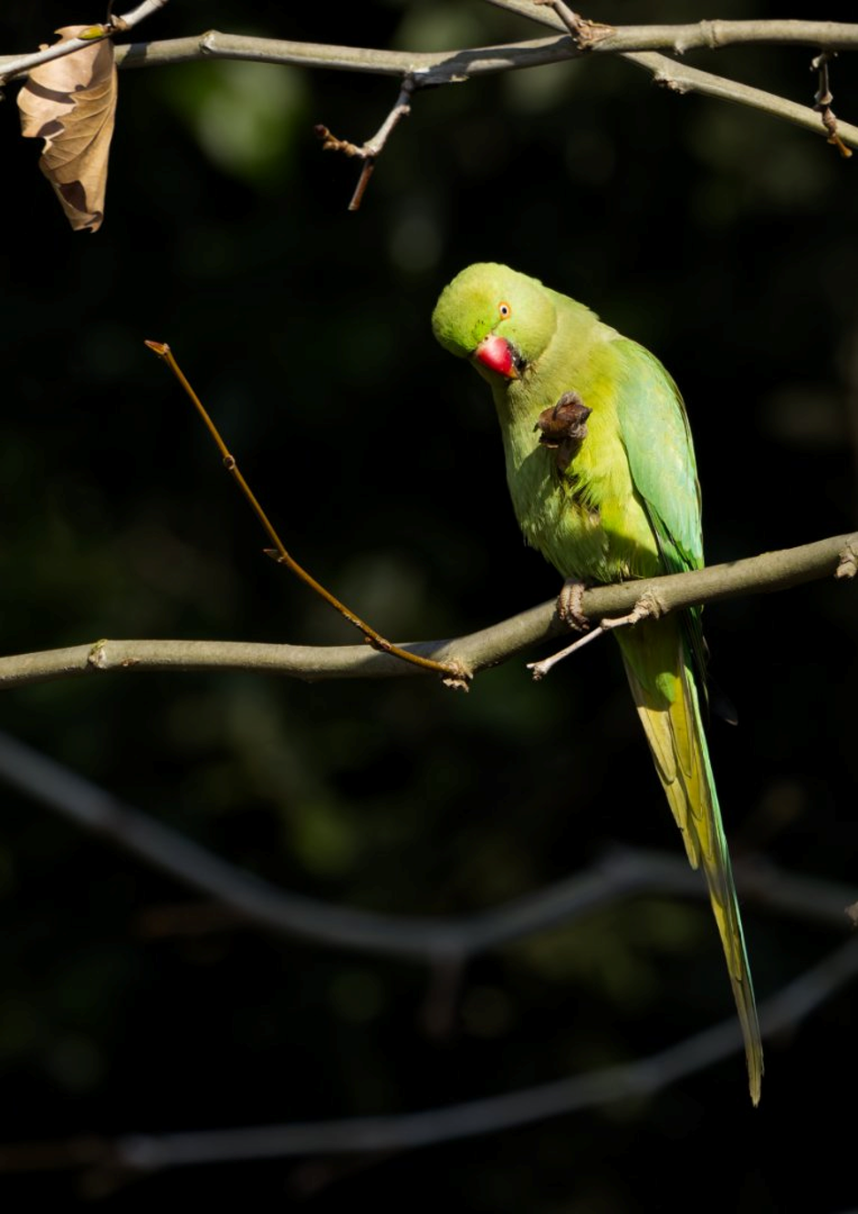 A ringed parakeet seen in Rome