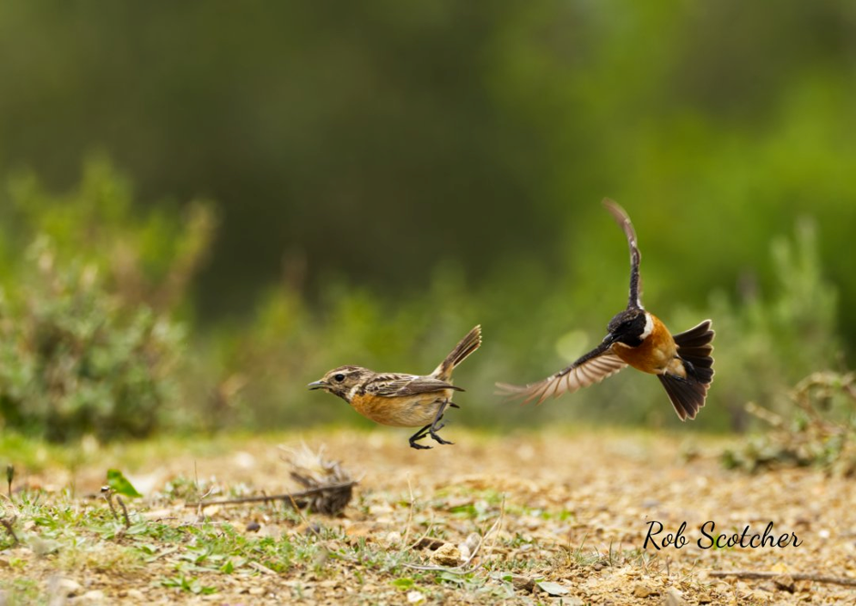 Stonechats getting frisky, at the Spanish mosque Chefchaouen, Morocco