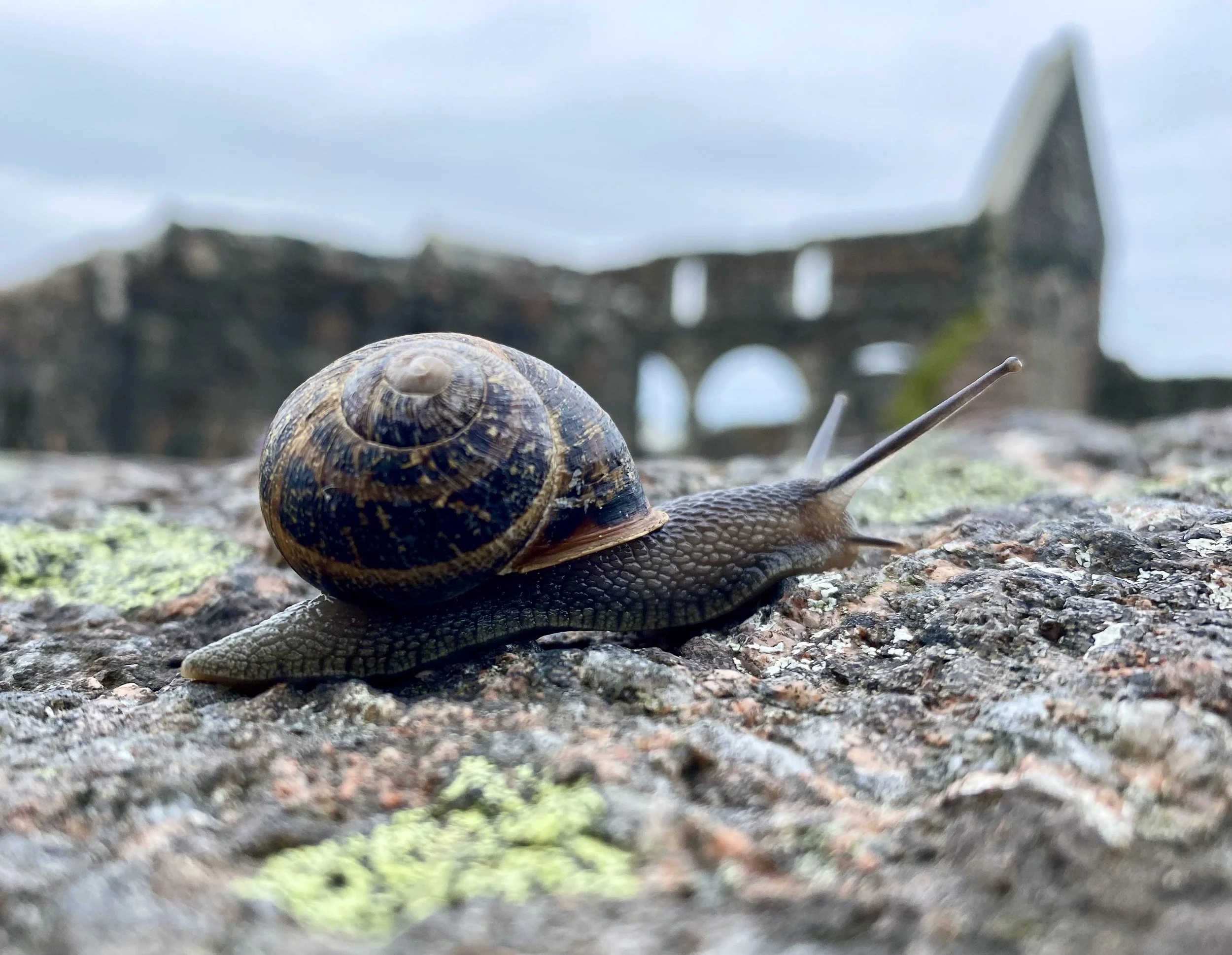 A close-up of a snail with a spiral shell moving across a mossy, textured surface with the ruins off a church from the Isle of Iona in the background.