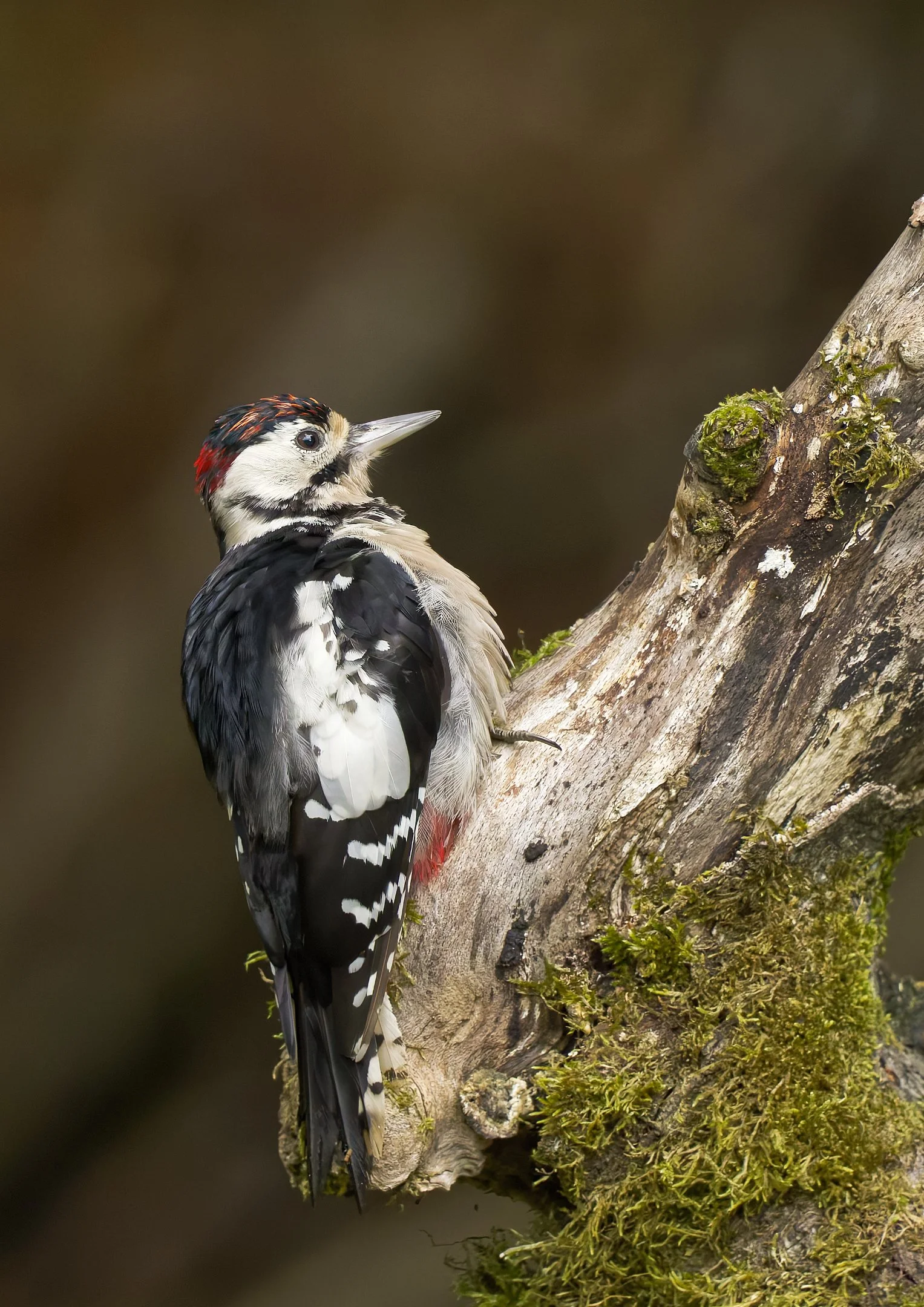 Greater Spotted Woodpecker