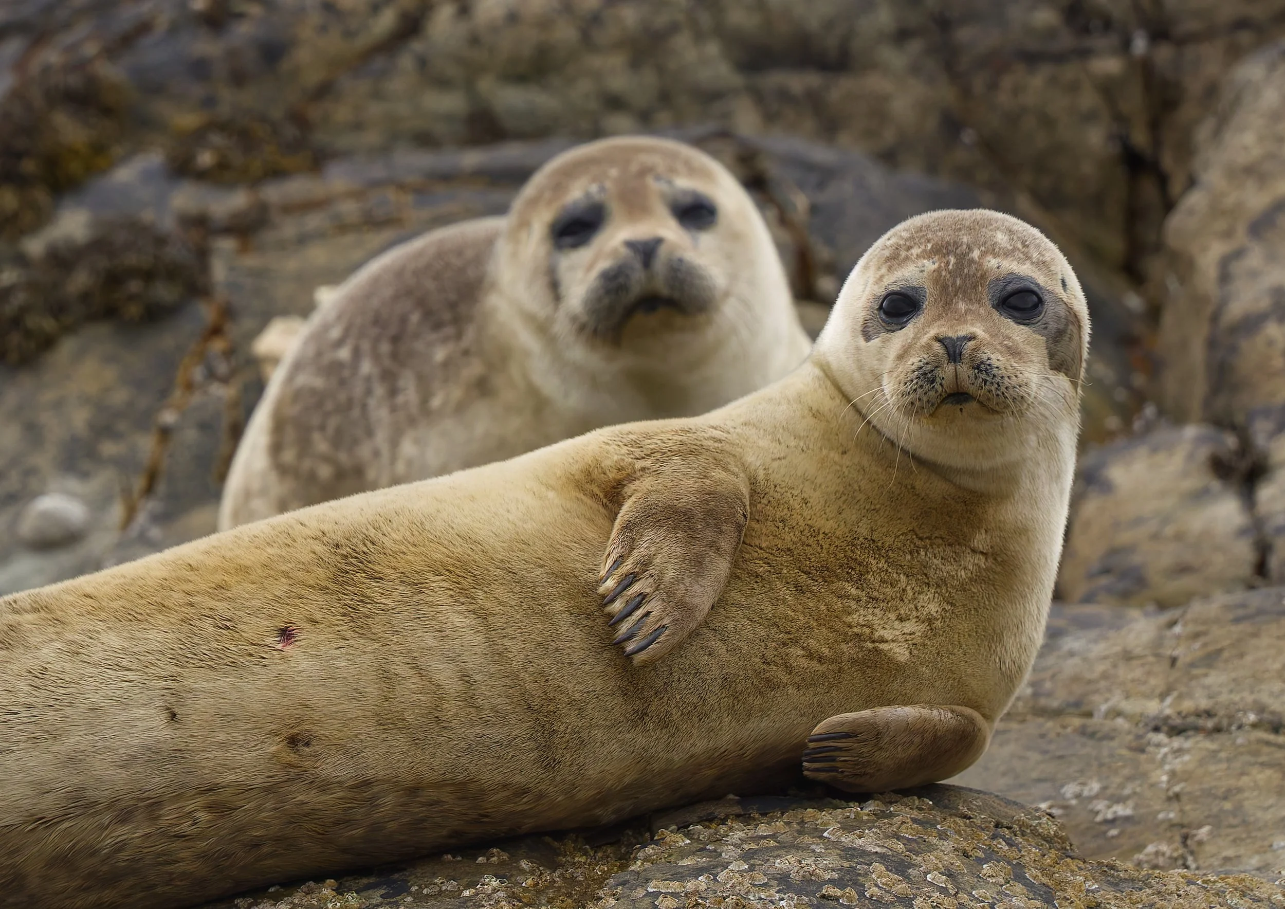 Harbour Seal pup