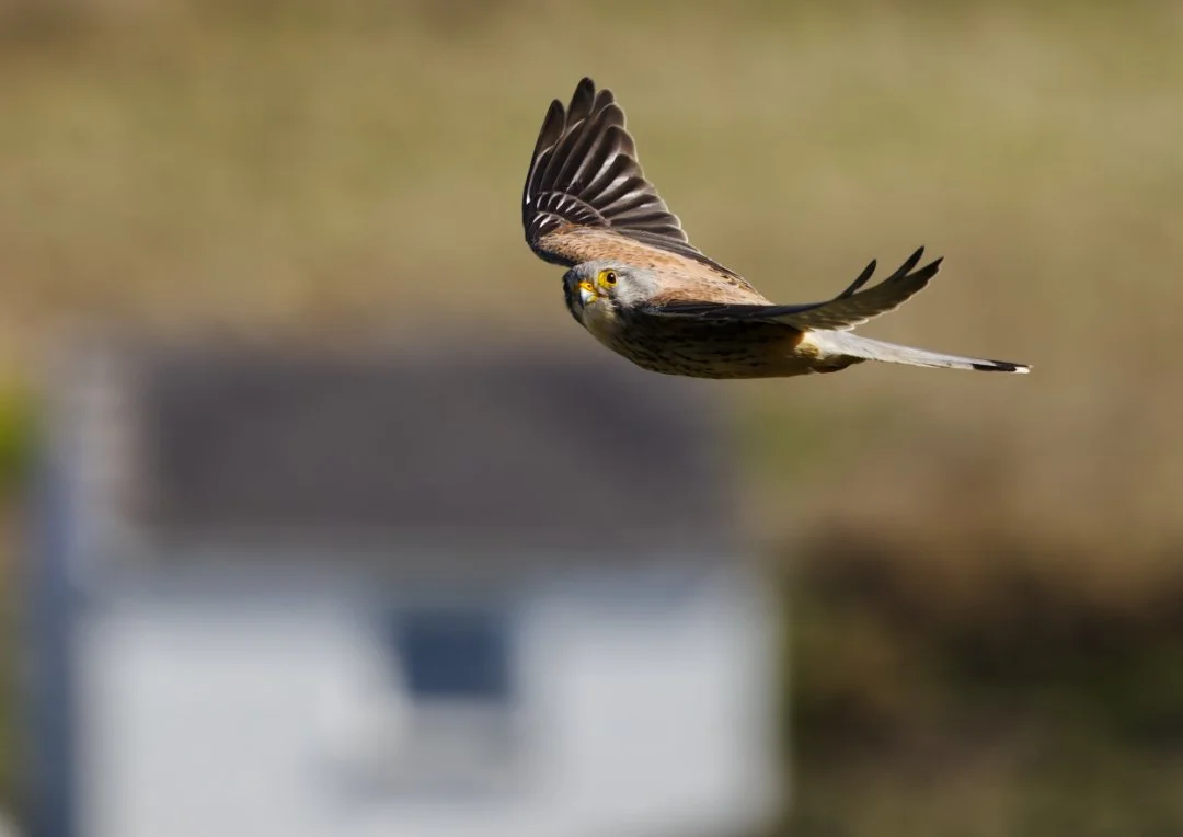 A Cornish Kestrel in flight, with its wings spread and head turned towards the camera, outdoors with blurred background.