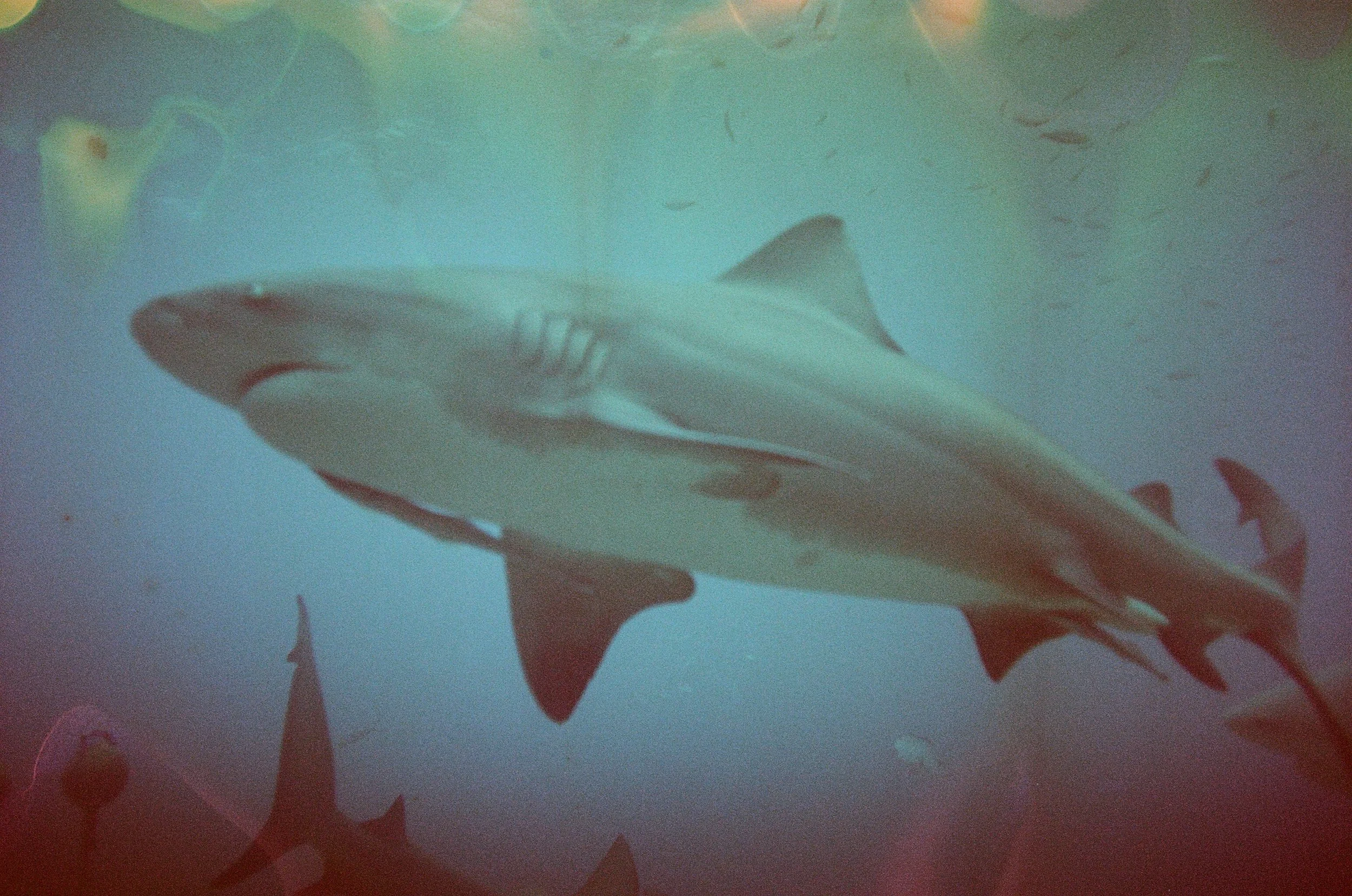 A school of sharks swimming underwater near the ocean surface.