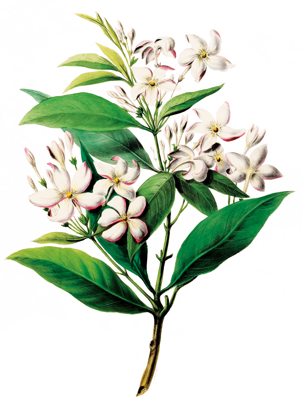 Illustration einer blühenden Pflanze mit großen grünen Blättern und weißen Blüten mit rosa Rändern.