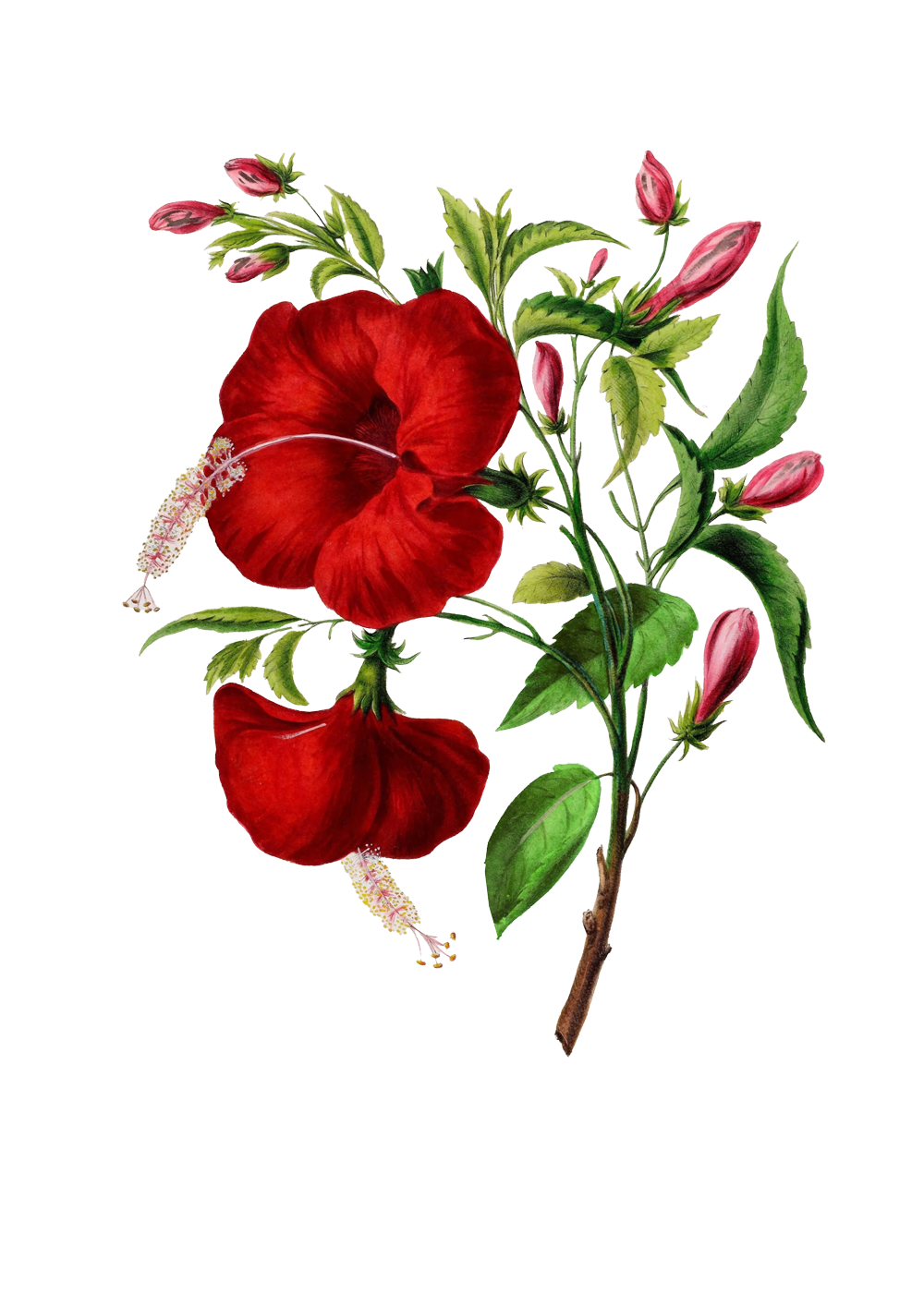 Illustration einer roten Hibiskusblume mit mehreren Blütenknospen und grünen Blättern.