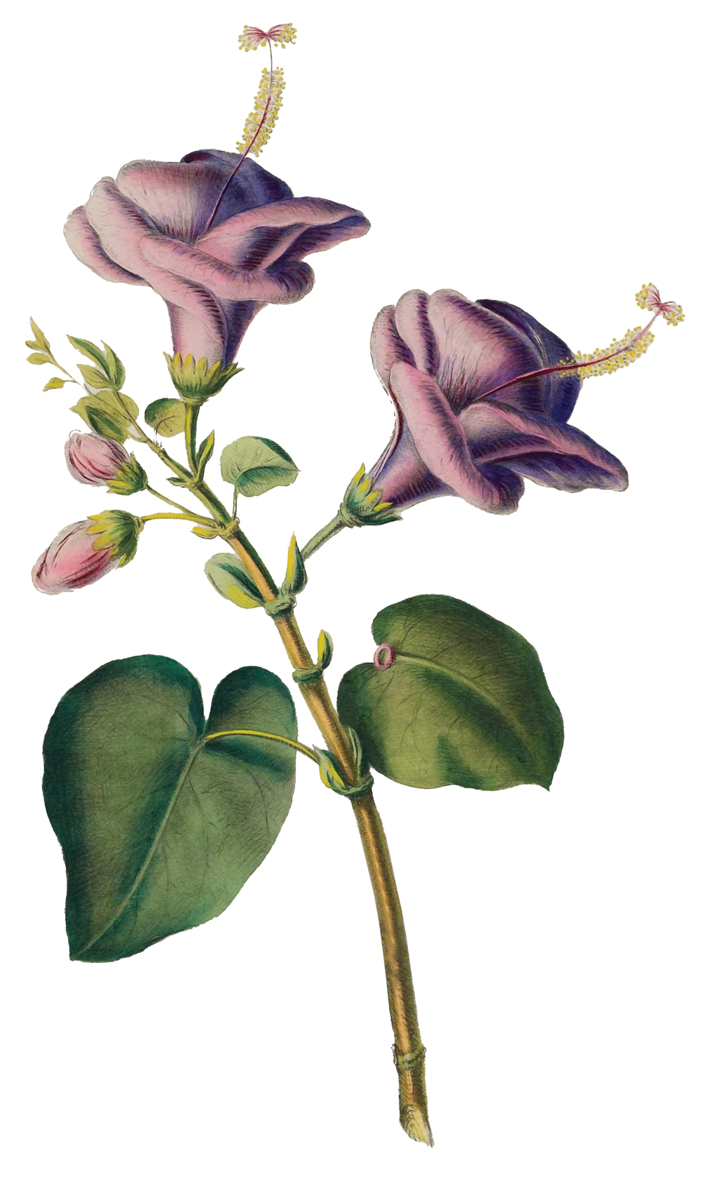Illustration einer Lantana-Büschel mit lila Blumen und grünen Blättern.