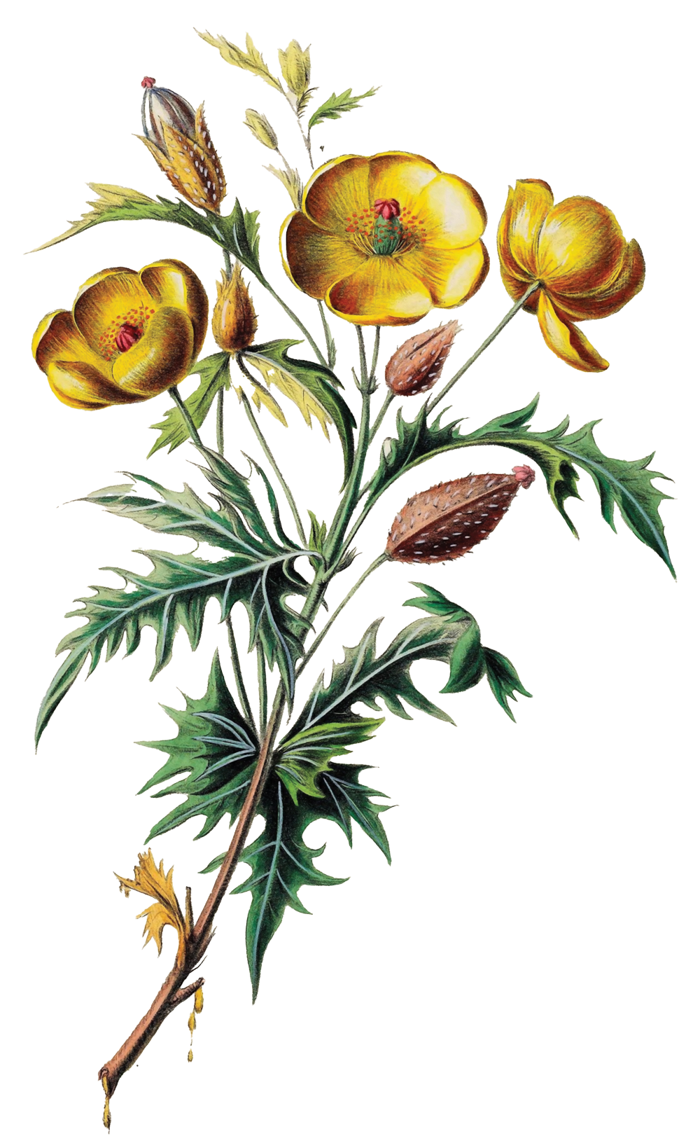 Ein botanisches Zeichnung mit gelben Ritterstacheln, grünen spitzen Blättern und gelben Blüten