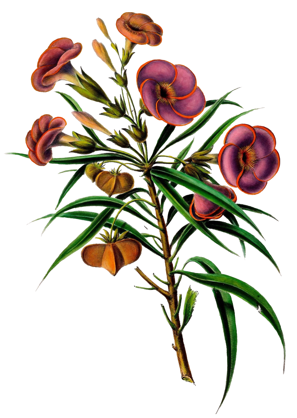 Farbintensive Blüte einer Pflanze mit langen, schmalen grünen Blättern.