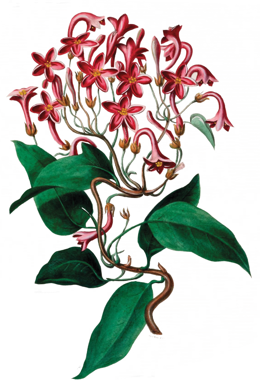 Aquarell Zeichnung eines blühenden Pflanzenstrauchs mit grünen Blättern und roten, kirschartigen Blumen.