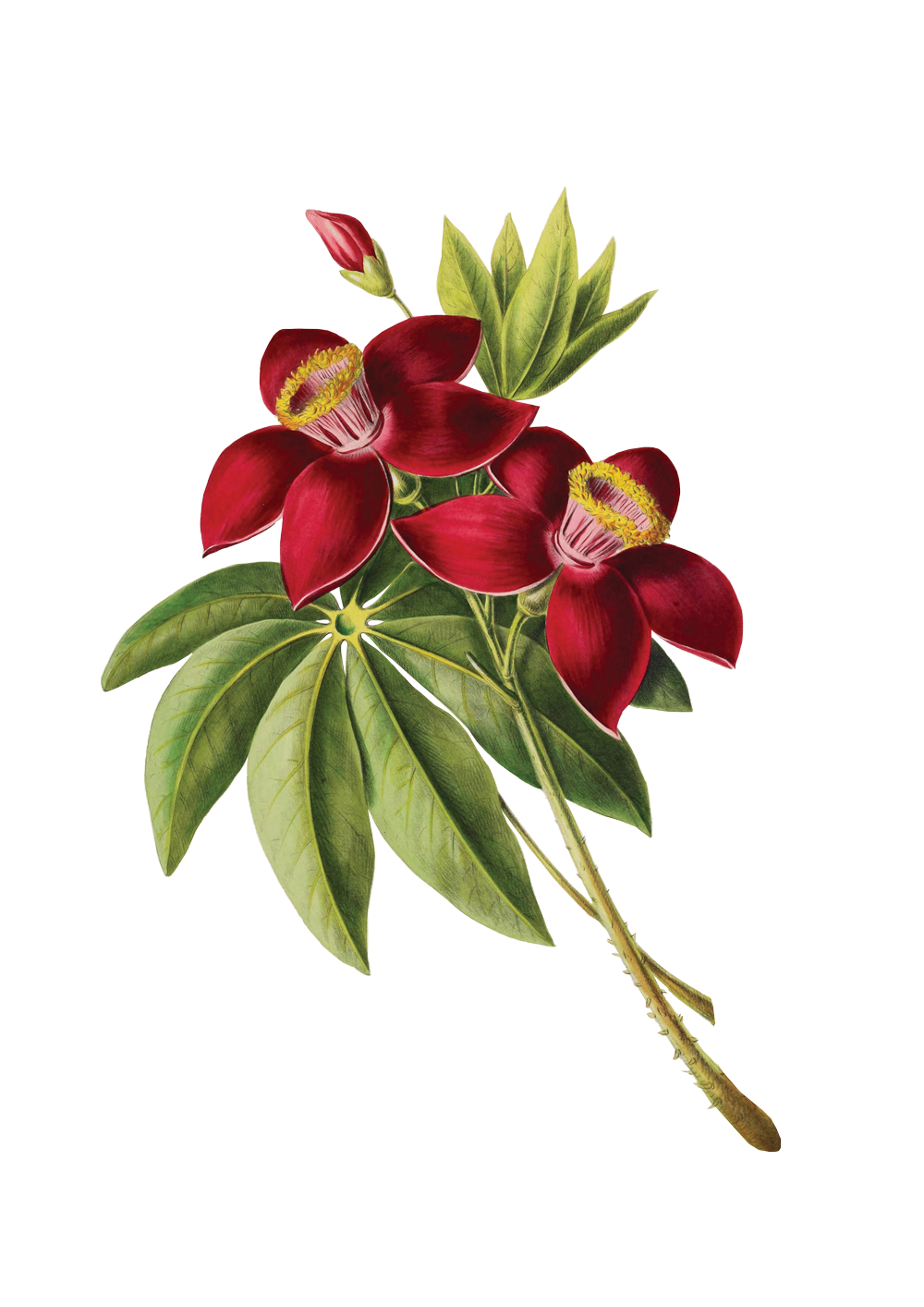 Eine botanische Illustration einer Blume mit roten Blüten und grünen Blättern.
