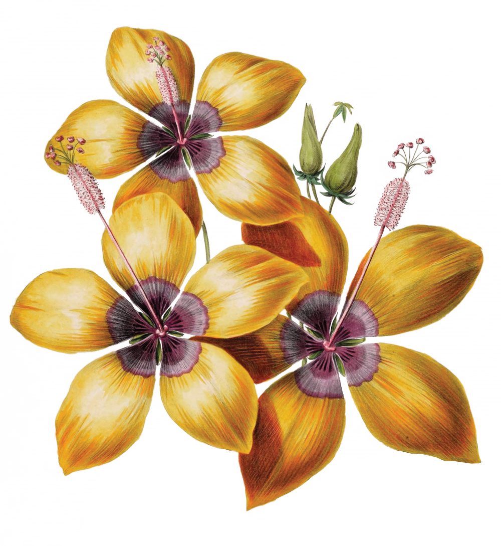 Illustration von orangenen und gelben Blüten mit violetten und grünen Details, inklusive Blütenstängeln und Knospen.