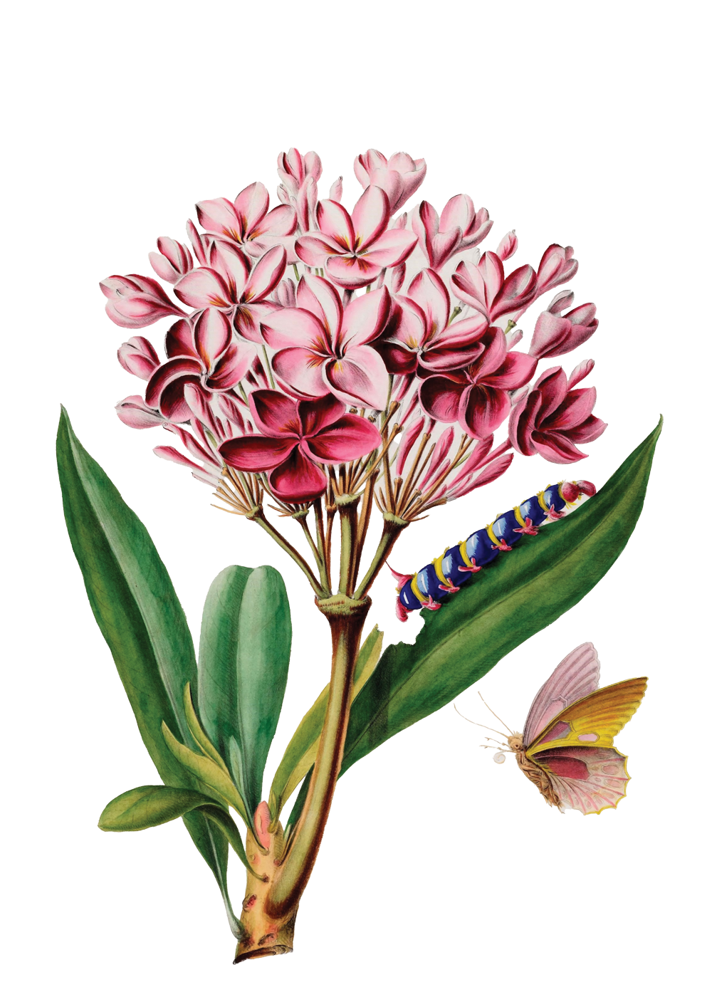 Blühender Blumenstrauß mit rosa und dunkelroten Blüten, zwei Schmetterlingen und grünen Blättern.