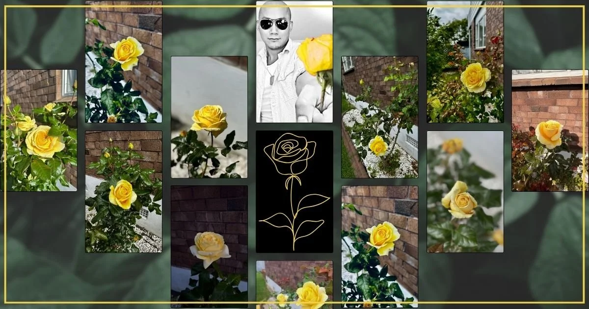La rosa amarilla