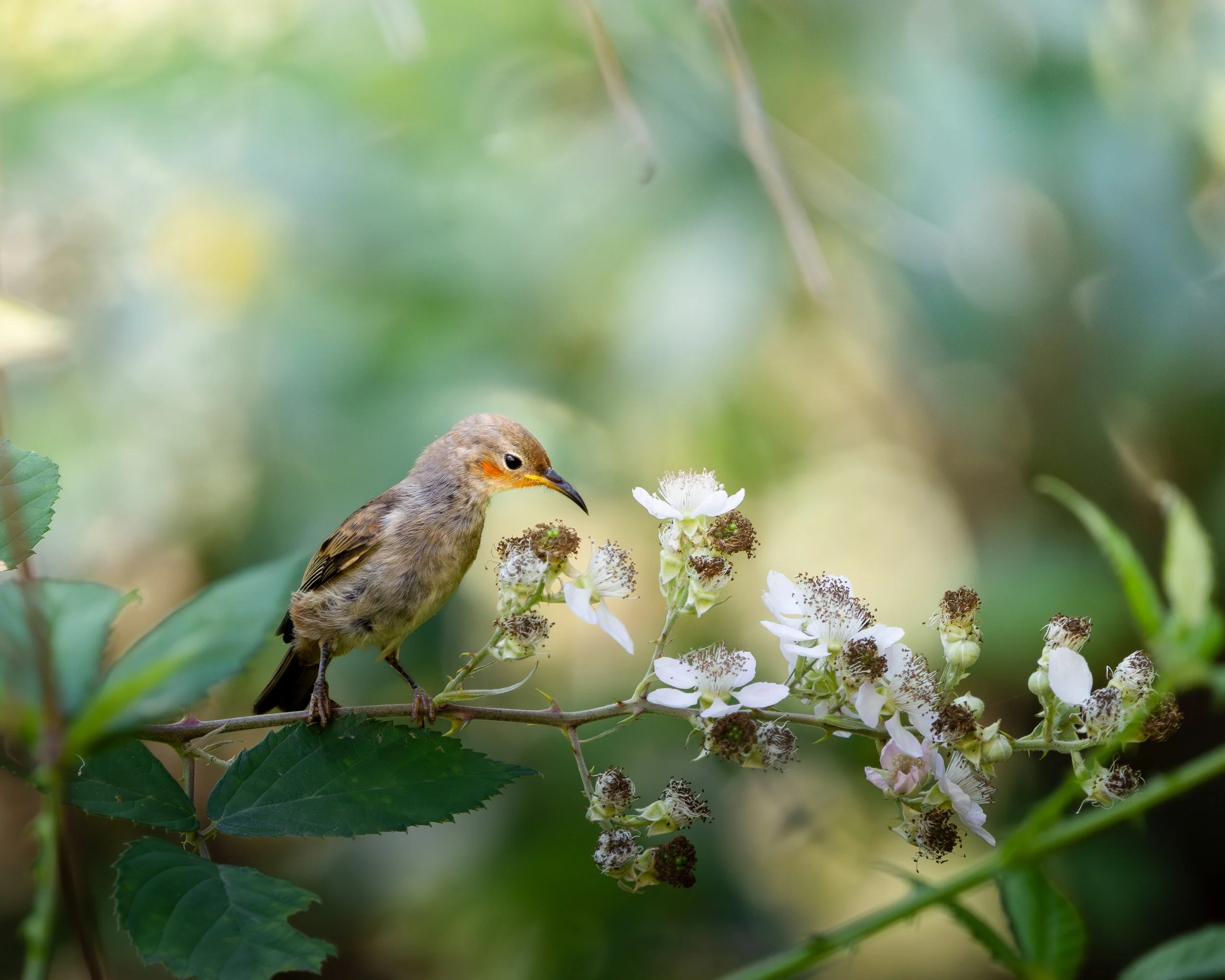 Ein kleiner brauner Vogel mit orangefarbenen Wangen sitzt auf einem Ast mit weißen Blüten, umgeben von grünen Blättern, im Hintergrund unscharf grün, schönes Bokeh.
