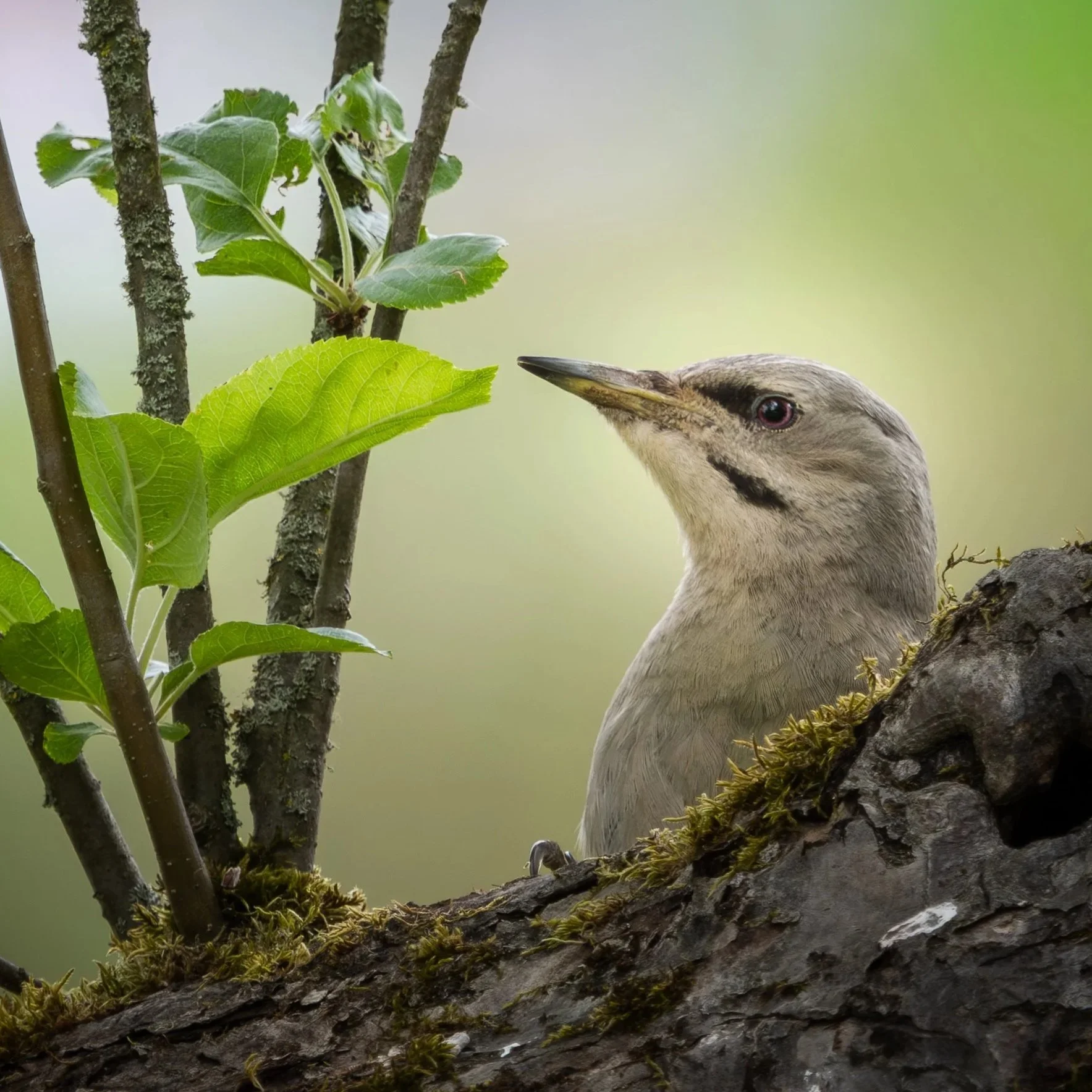 Birding: es braucht ein Grosses Comeback!