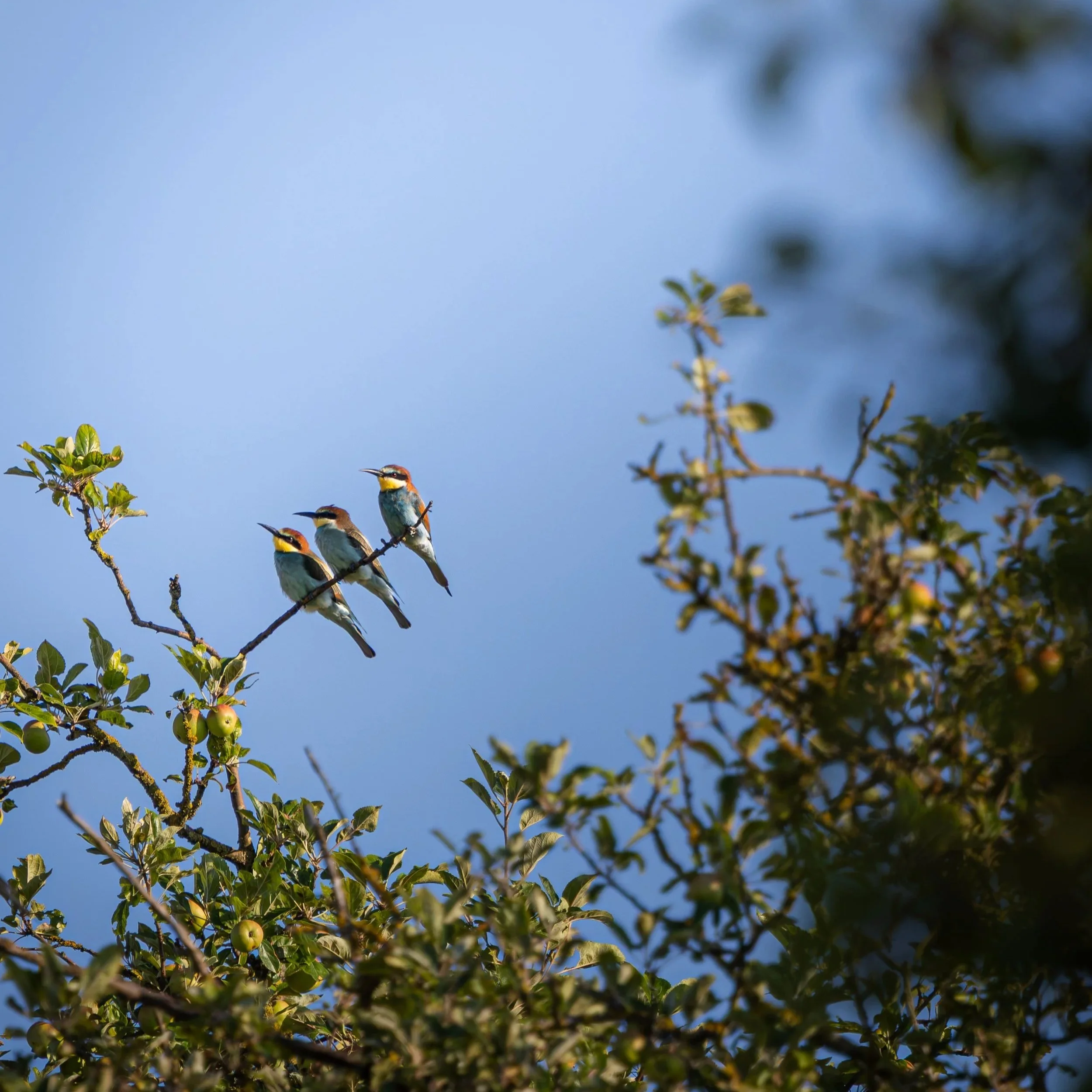 Das waren doch Gerade Bienenfresser, oder nicht?