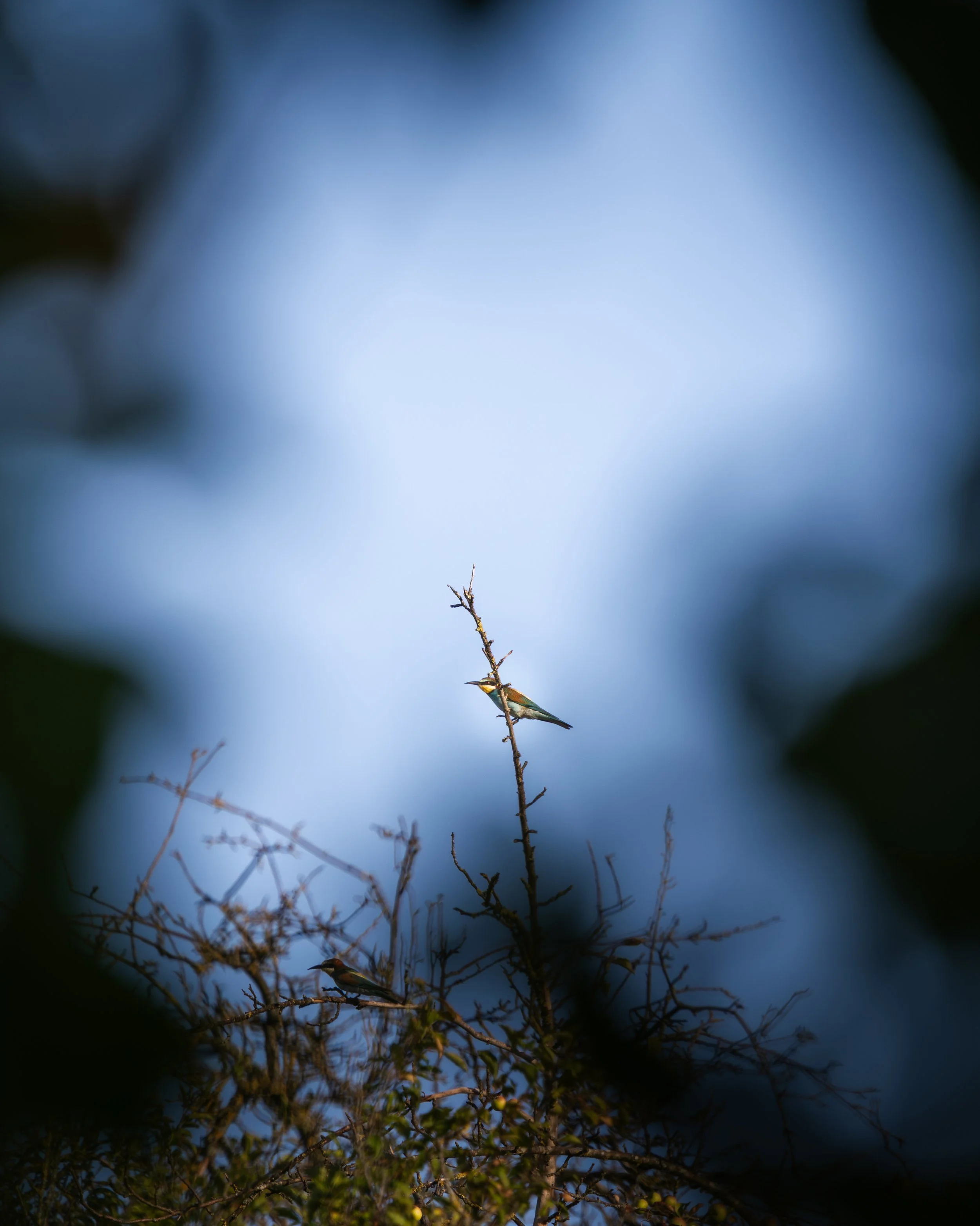 _86A1846.jpg