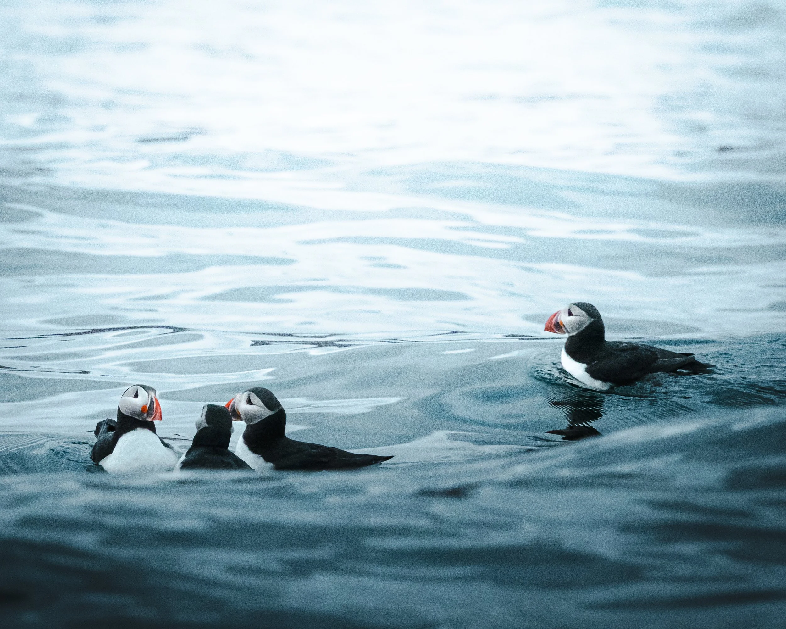 Vier Papageitaucher schwimmen im Wasser, einer ist etwas entfernt, die anderen drei sitzen nahe beieinander.