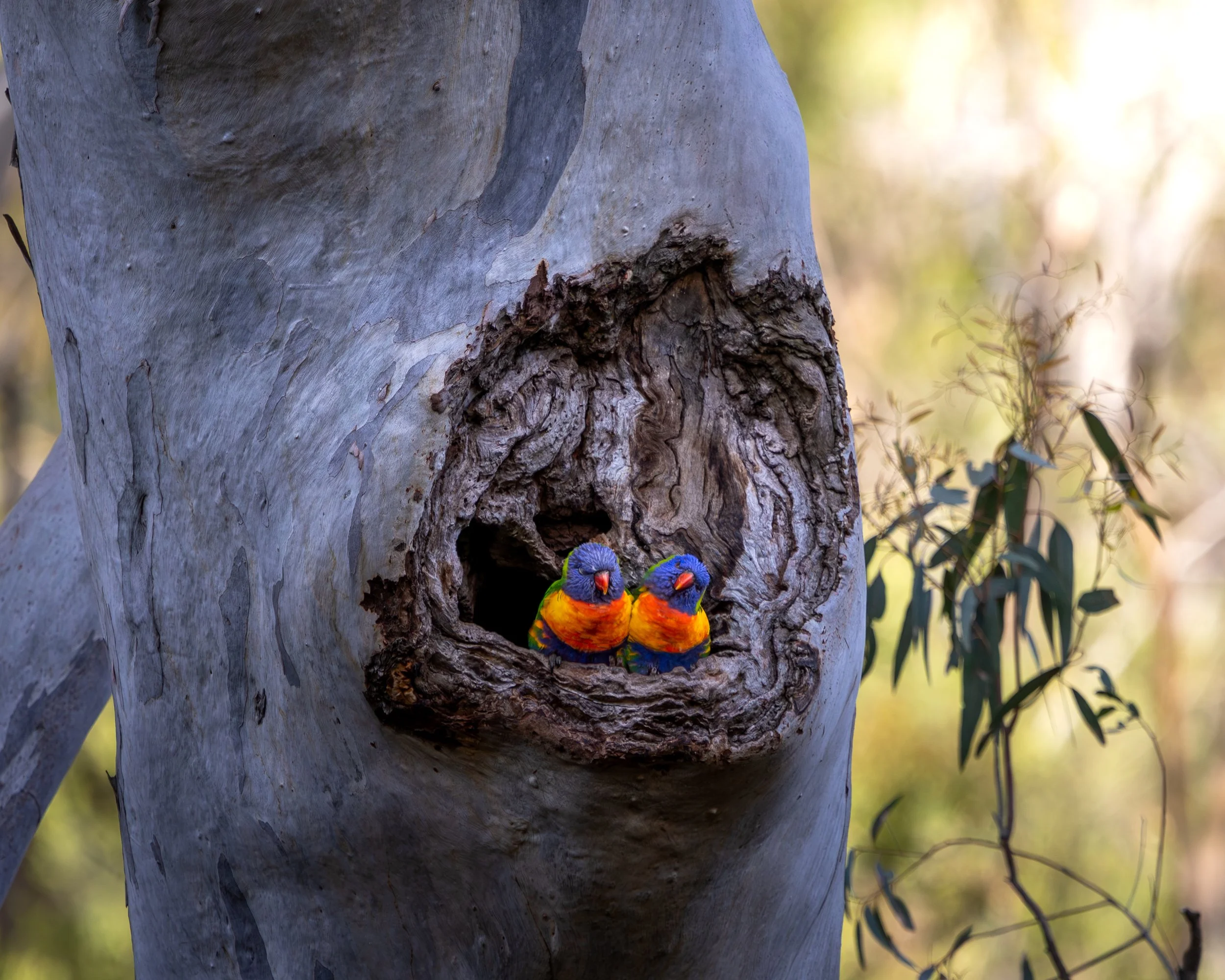 Zwei bunte Papageien sitzen in einer Baumhöhle, umgeben von glatter Baumrinde und Blättern.