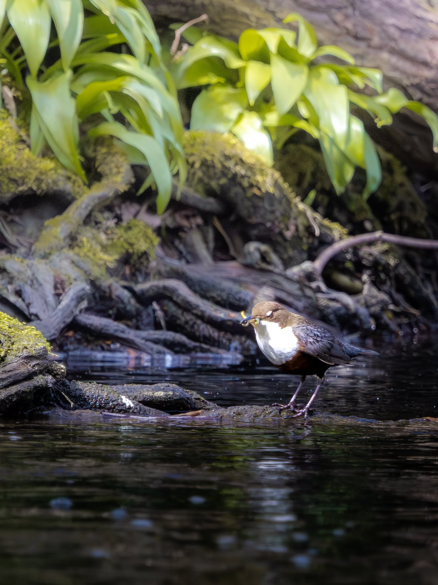 Ein kleiner Bach mit einem braunen Vogel, der am Ufer steht und Futter hält. Im Hintergrund grüne Pflanzen und moosbedeckte Baumstämme.
