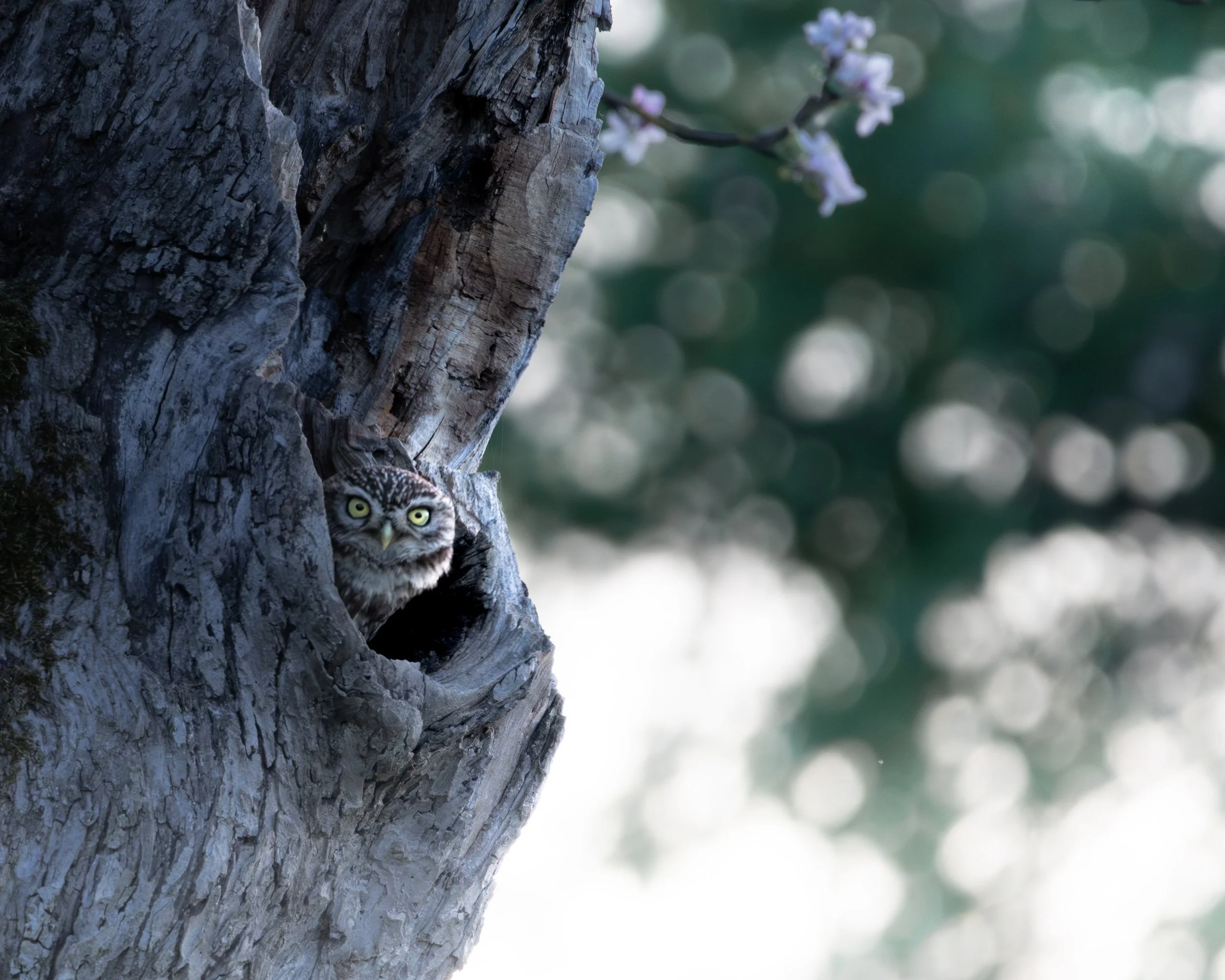 Steinkauz schaut aus einer natürlichen Baumhöhle, schönes Bokeh im Hintergrund.